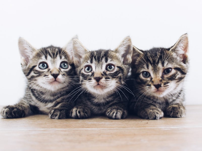 When do kittens’ eyes change color?